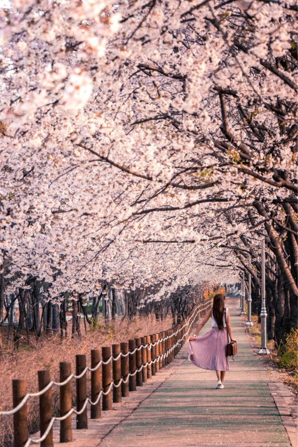 Blossom Korea
